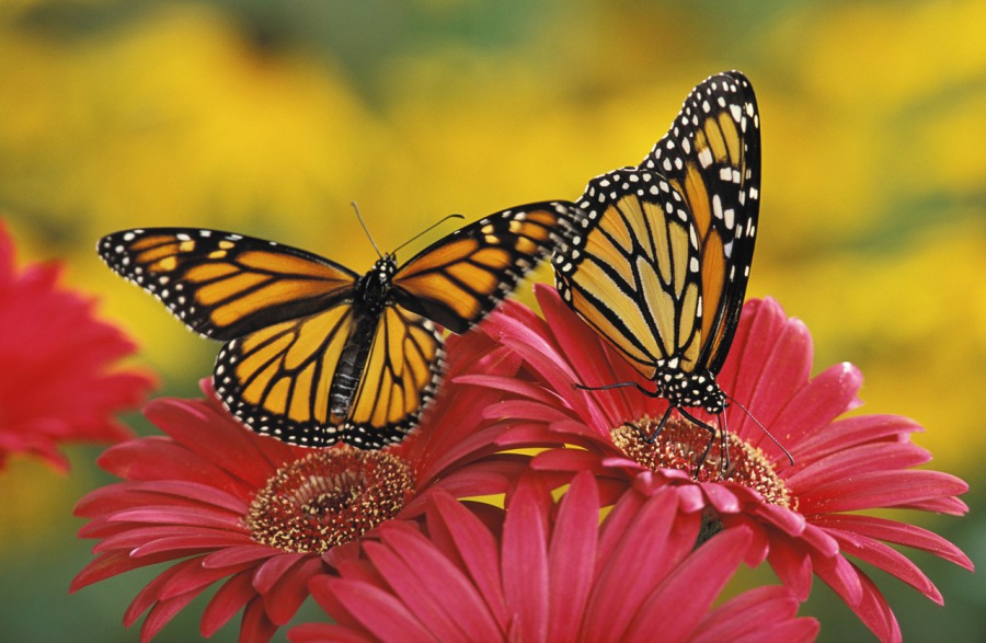 NUOVO farfalla monarca
