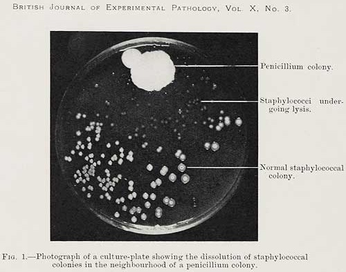 penicillin colonia