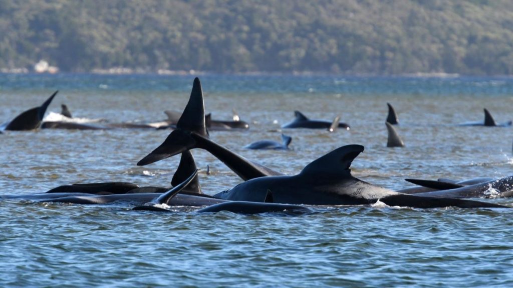 delfini-tasmania-cetacei