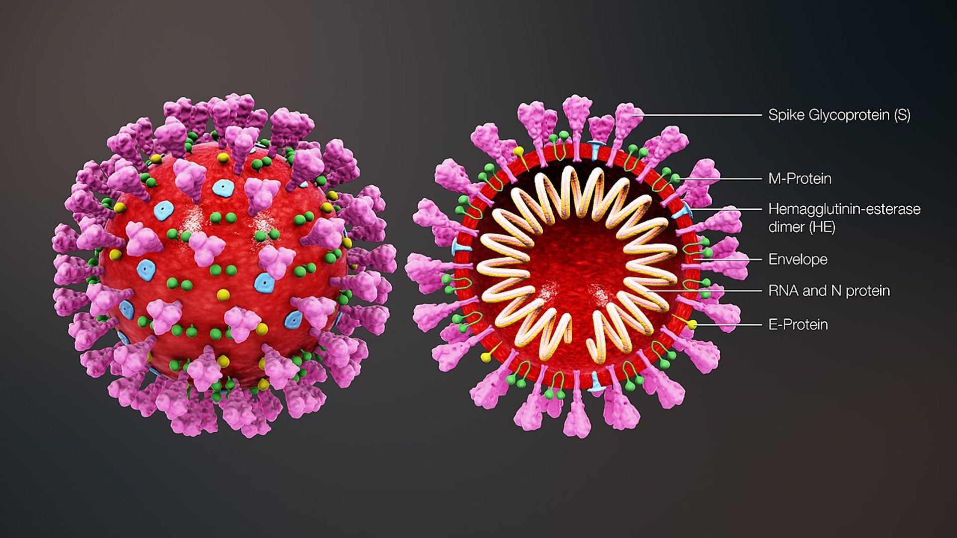 coronavirus-vaiolo